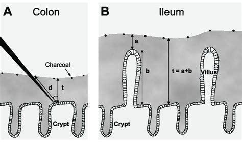 mucin thickness measurement|how to measure mucus in vivo.